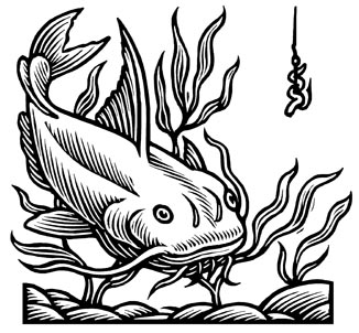 Drawings Of Catfish