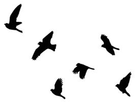 1000+ images about Bird Templates