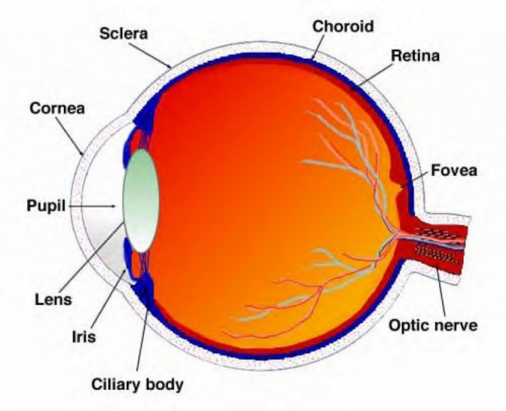 Human Eyes System - Human Body Diagram