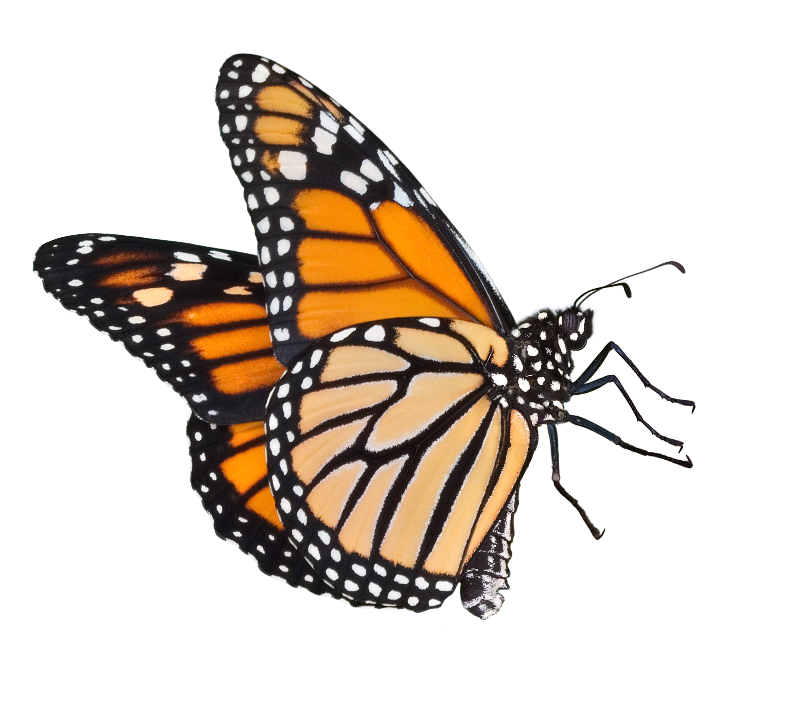 Monarch butterfly clipart png
