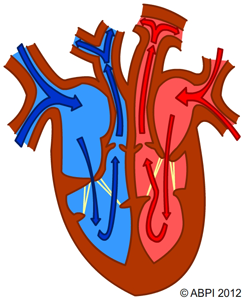1000+ images about Poster of Circulatory System/Cardiovascular ...