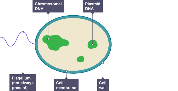 BBC Bitesize - KS3 Biology - Cells to systems - Revision 5