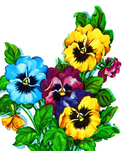 1000+ images about Vintage Pansies | Clip art, Seeds ...
