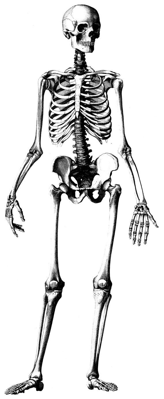 clip art of human skeleton - photo #17