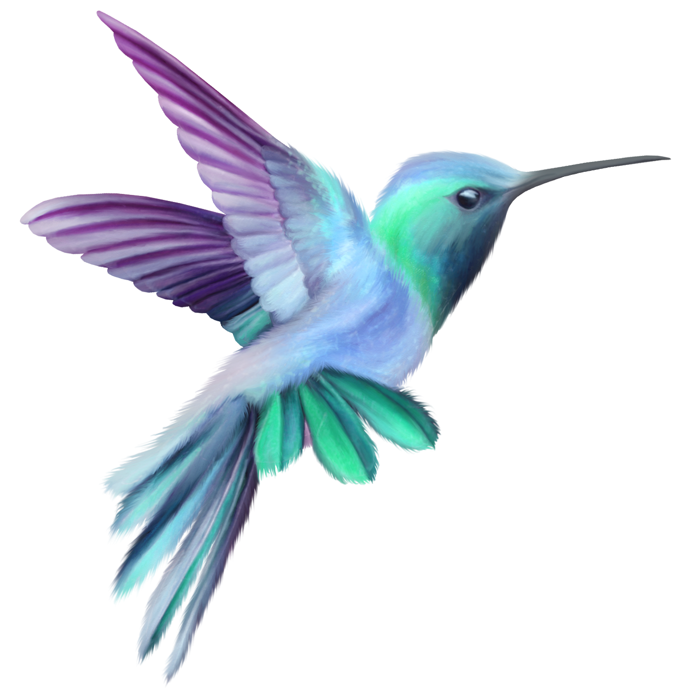 Hummingbird Transparent Clip Art Image