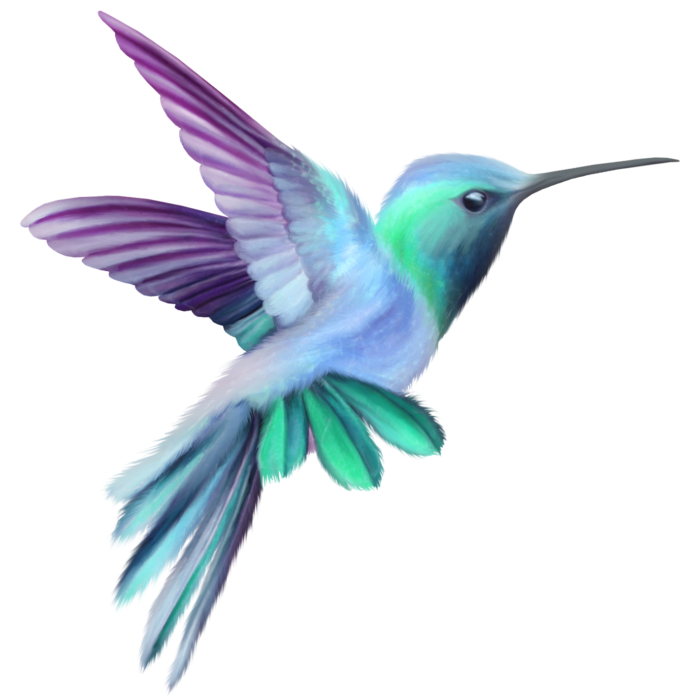 Hummingbird Clipart Clipart Best