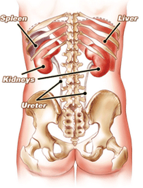 Male Internal Organs Diagram - ClipArt Best