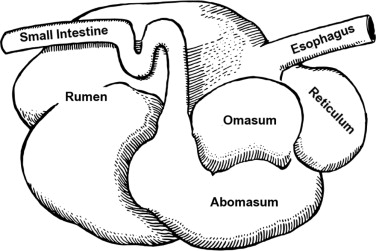 Rumen transfaunation