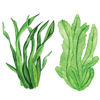 Clip Art Of A Seaweed Clip Art, Vector Images & Illustrations