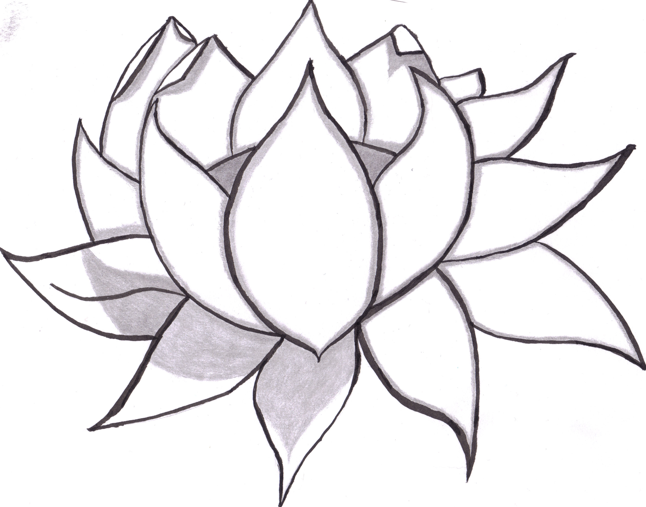 Flower Drawing In Pencil - ClipArt Best