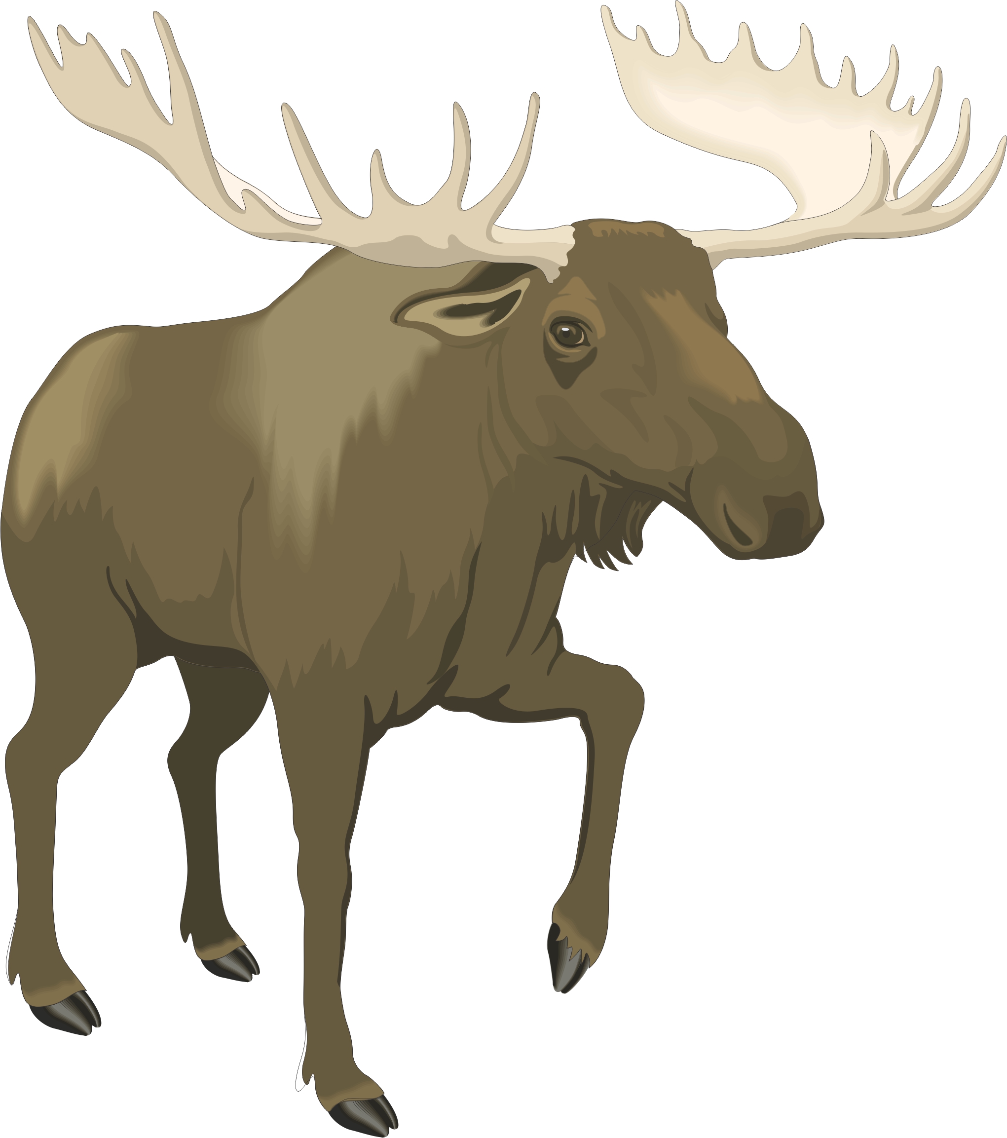 Cartoon Moose Images | Free Download Clip Art | Free Clip Art | on ...