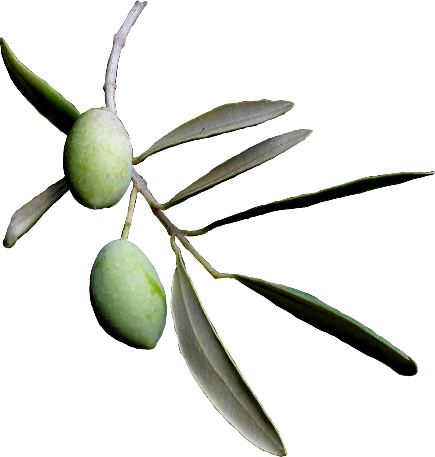 Olive Tree Clipart