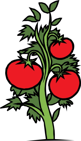 Tomato Plant Clip Art - vector clip art online ...