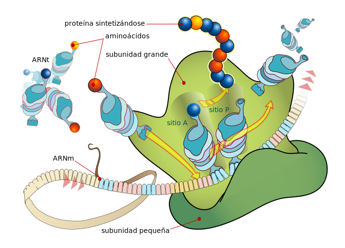 Ribosome mRNA translation es.svg
