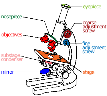 Compound Microscope Drawing - ClipArt Best