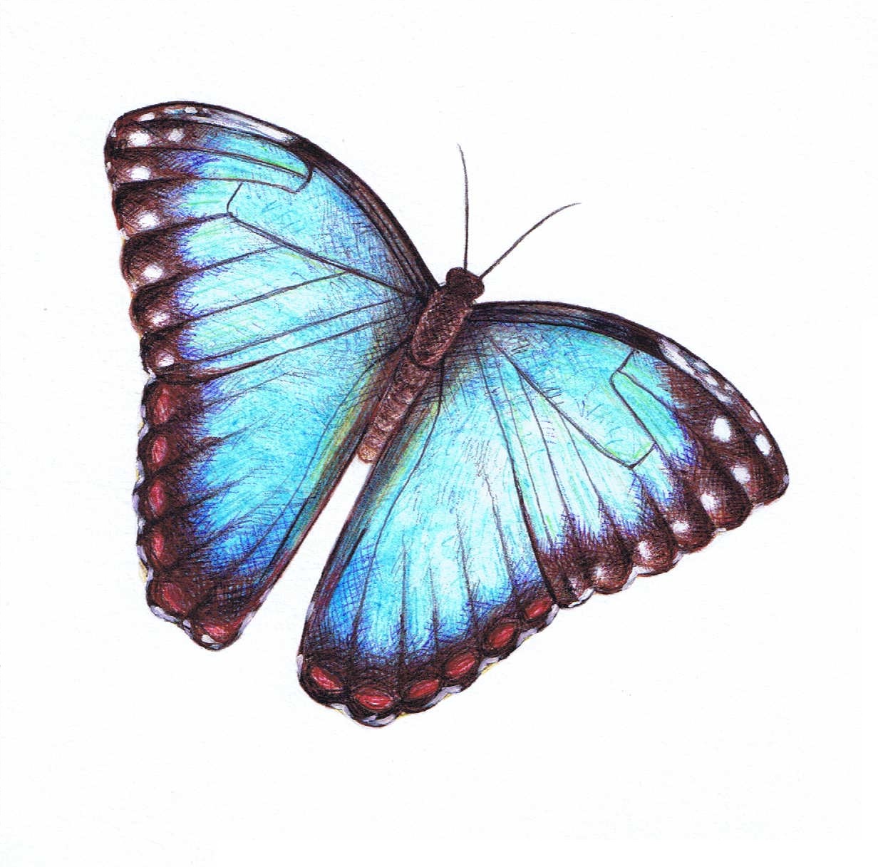 Butterfly Illustration | Free Download Clip Art | Free Clip Art ...