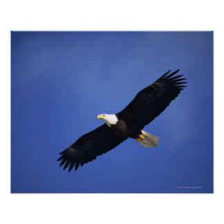 Soaring Eagle Posters | Zazzle