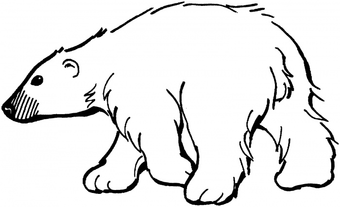 Polar bear clipart outline