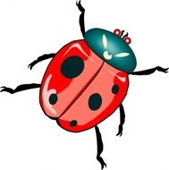 lady-bug-clip-art_t.jpg