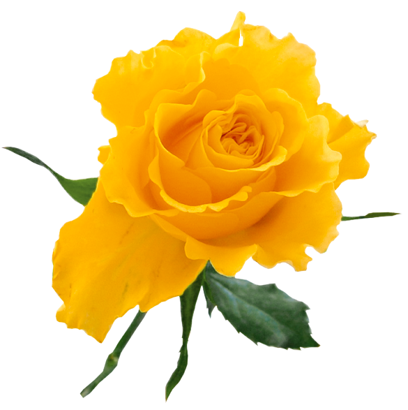 clipart of yellow roses - photo #1