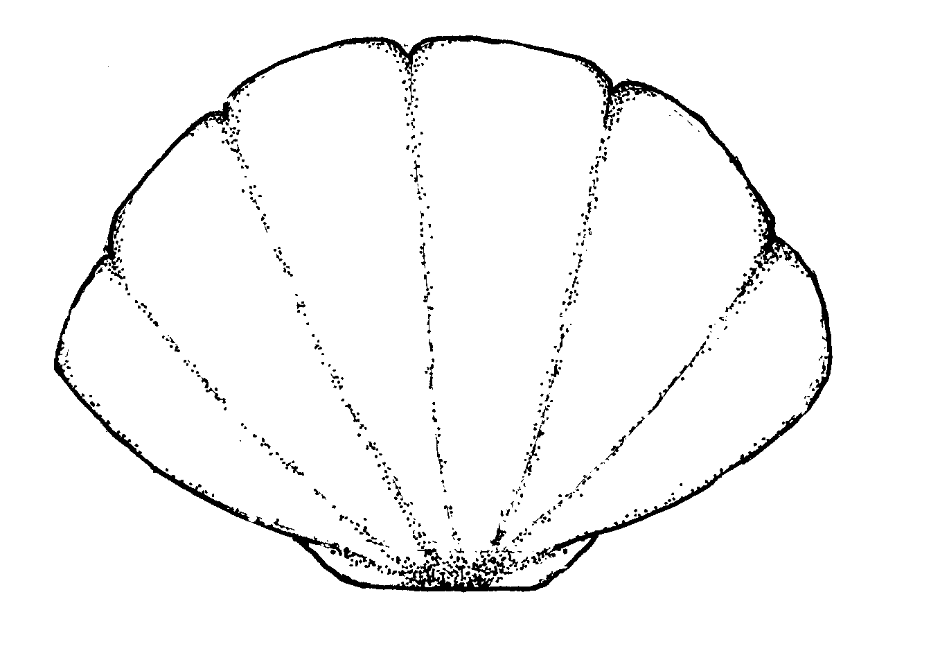 shells-clipart-black-and-white-cg-nautical-clam-shell-clipart-best-clipart-best