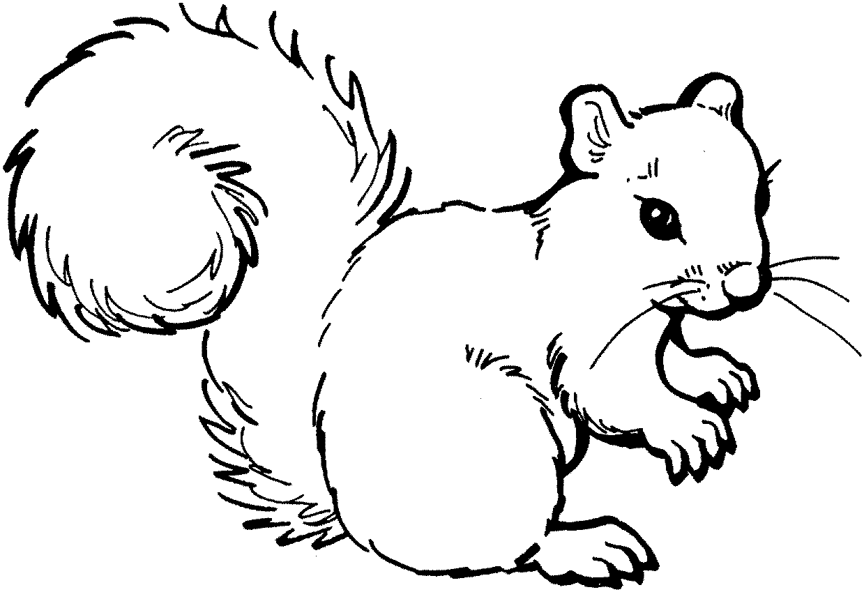 Squirrel Clip Art Outline - Free Clipart Images