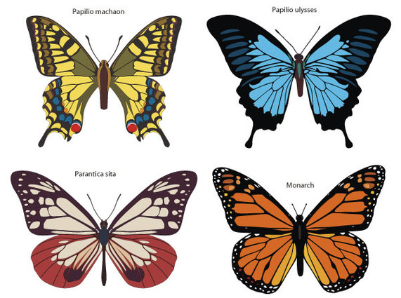 vector clipart butterfly - photo #14