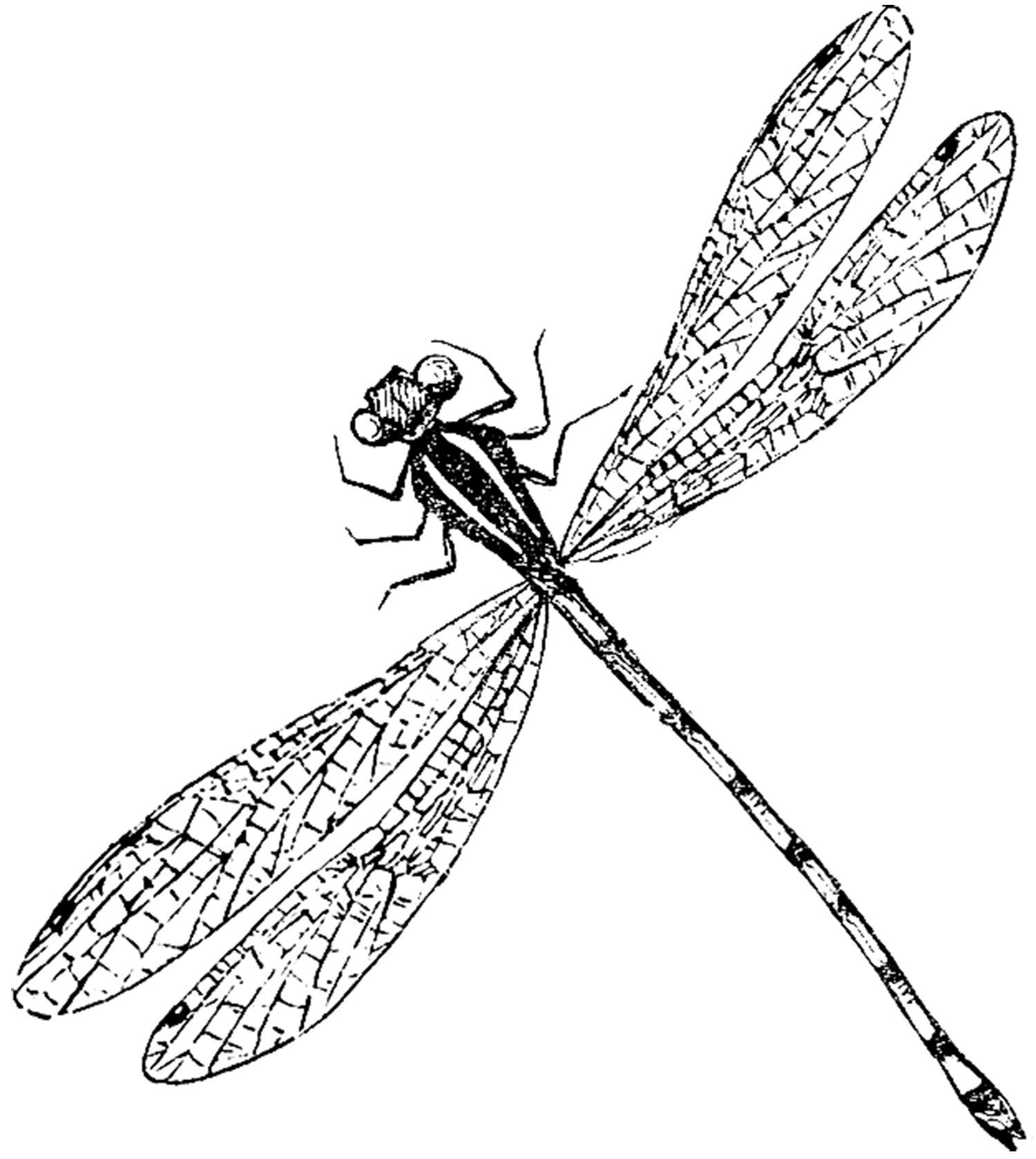 Dragonfly Drawings