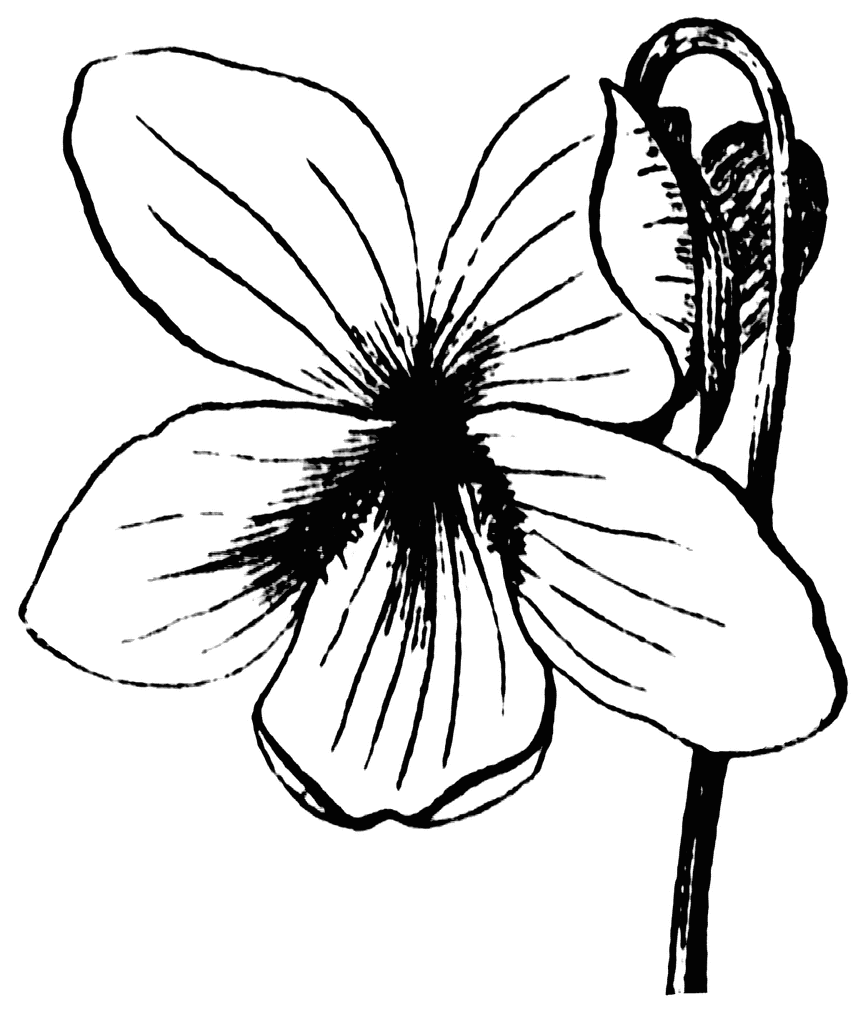 Flower Clipart Etc