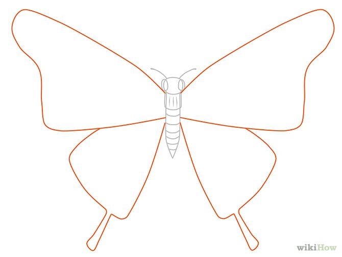 How to Draw a Butterfly: 14 Steps (with Pictures) - wikiHow