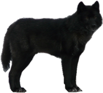 deviantART: More Like Black Timberwolf Precut by WolfLover10122