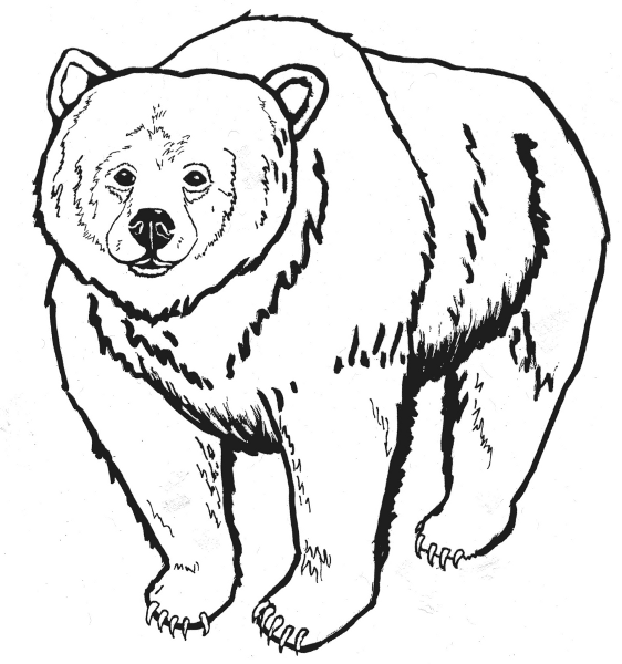 Free Grizzly Bear Clipart, 1 page of Public Domain Clip Art