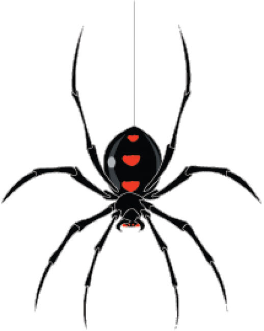 Spider Vector - AI - Free Graphics download