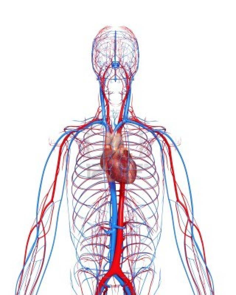 Circulatory System Diagram Unlabeled - ClipArt Best