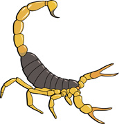 Scorpion Clipart - Tumundografico