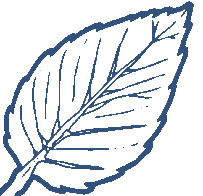 Rose leaves clipart