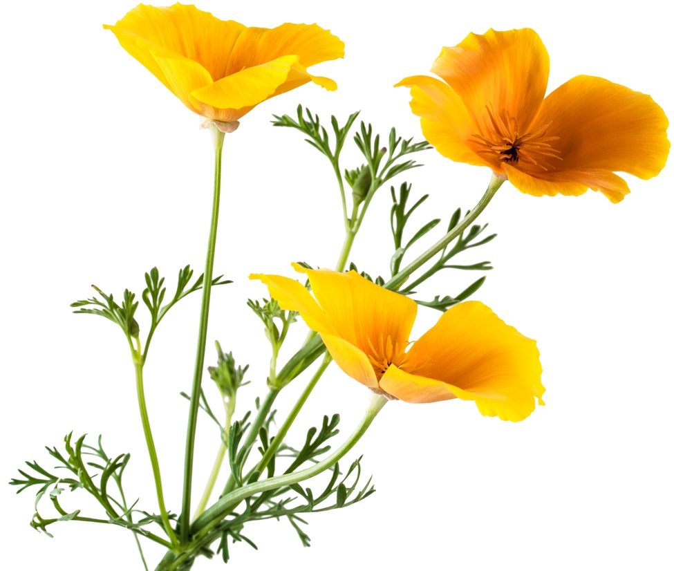 California Poppy ClipArt Best