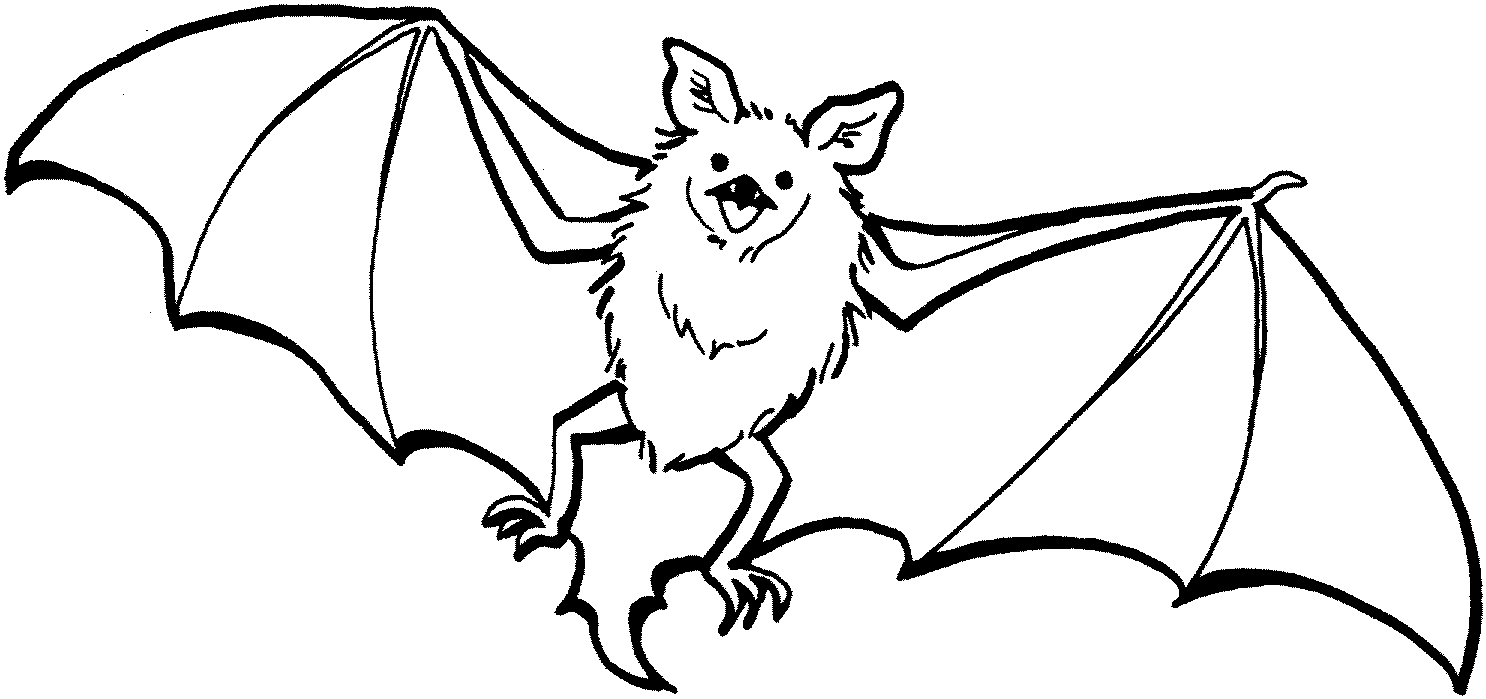 Simple outline drawing of a bat clipart