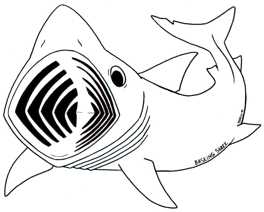 Shark Line Drawing - ClipArt Best
