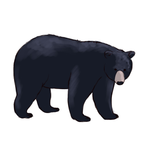 Black bear cub clipart