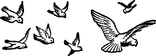 Flying Bird Clip Art - Tumundografico