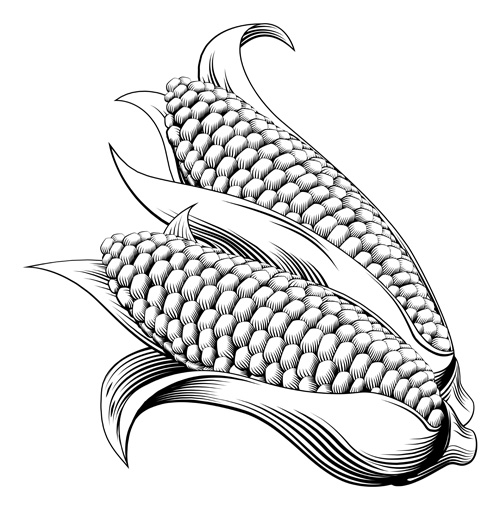 corn vector for free download