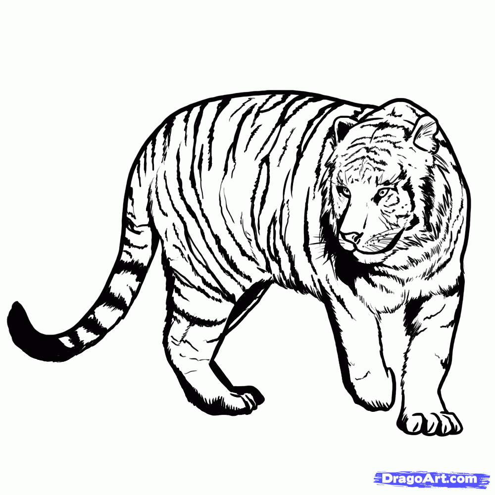Simple Pencil Drawings Of Tigers How To Draw A Bengal Tiger ...