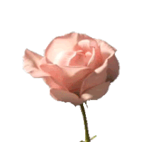 Rose Gif Pictures, Images & Photos | Photobucket
