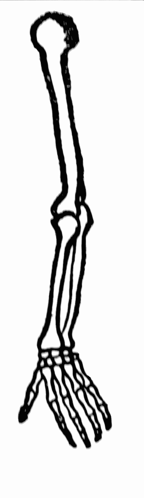 Free Skeleton Clip Art Pictures - Clipartix