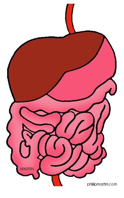 digestive system clipart