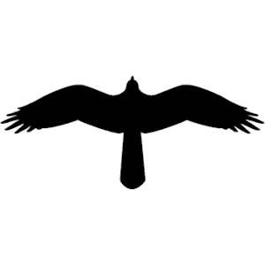 Hawk clip art download - Clipartix