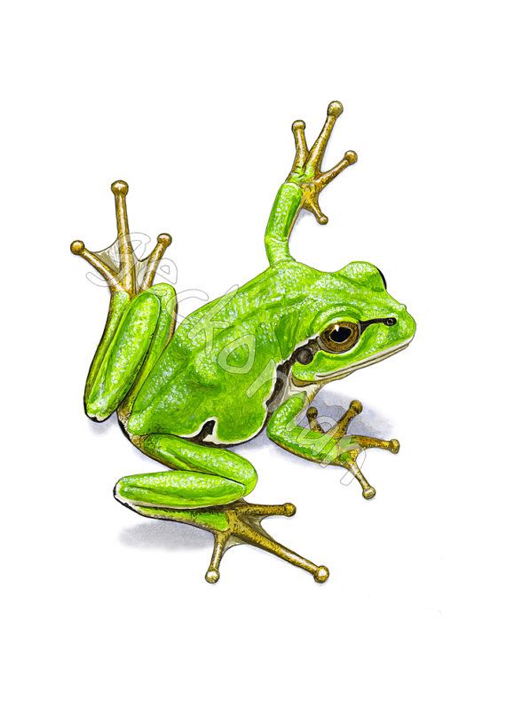 Frog Illustration | The Frog Prince ...