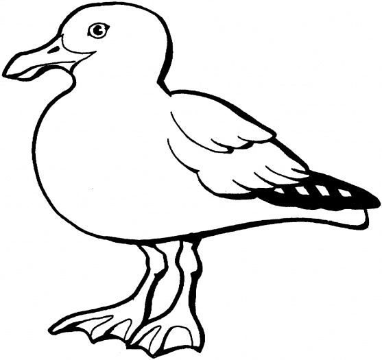 Seagulls coloring pages | Super Coloring