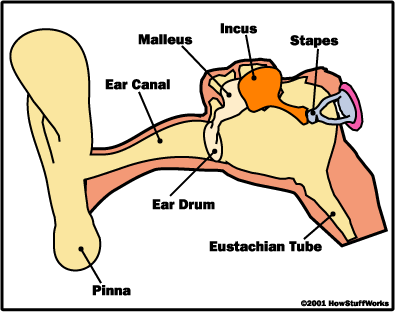 hearing-diagram-2.gif